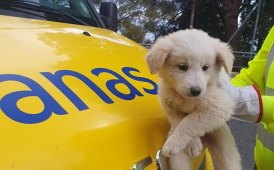 Anas salva gli animali dagli incidenti stradali